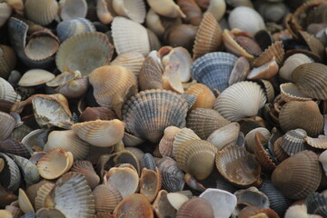 seashells on the beach