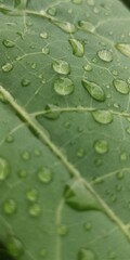 water drops on leaf