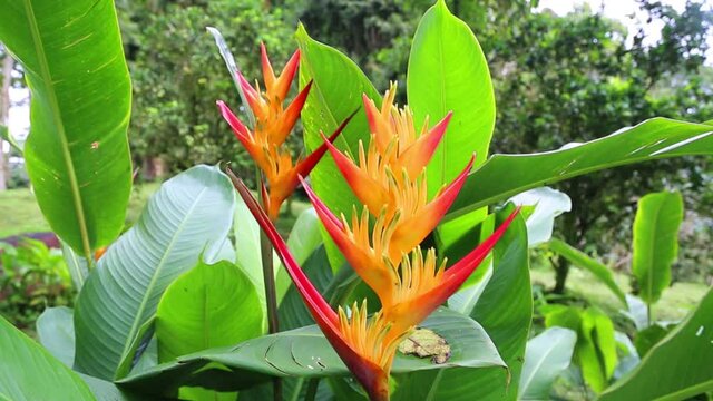 tropical flower