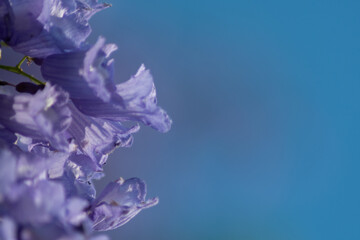 MACRO PHOTOGRAPHY OF JACARANDA PURPLE FLOWERS ON THE TREE WITH BLUE BACKGROUND