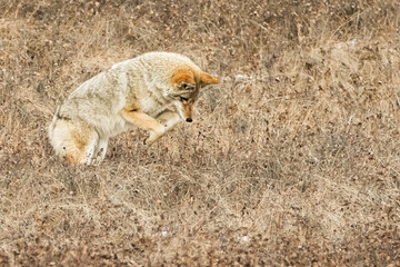 Coyote Pouncing for Dinner 