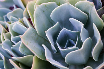 Succulent 1