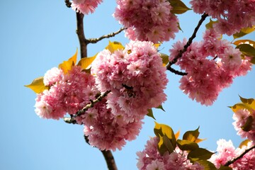 pink cherry blossom