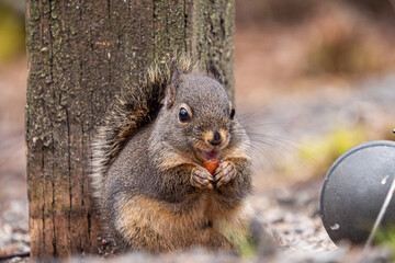 close up of one cute happy Douglas squirrel eating a big nut against the wooden pole near a fallen bird feeder in the park