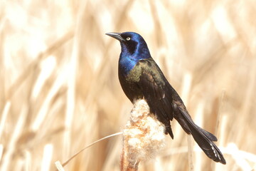 Common Grackle perched on a cat tail - 432065644