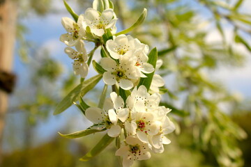 tree blossom