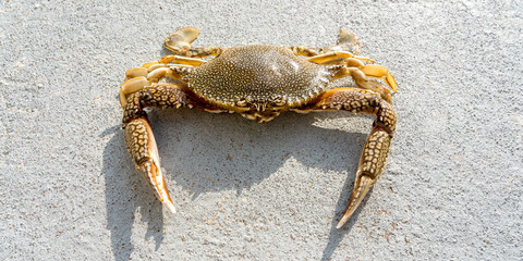 Speckled Swimming Crab crab on dry sand