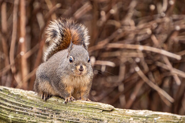one cute chubby Douglas Squirrel sitting on the wooden fence in the park staring at you