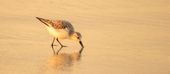 Birds of Topsail Island