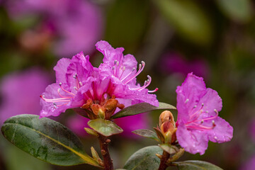 close up of beautiful pink rhododendron flowers blooming on the tip of the branch under the shade with petals covered in water droplets