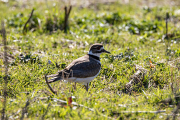 close up of a beautiful killdeer bird resting on the green grass field on a sunny afternoon