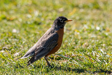 close up of a beautiful American robin bird resting on the green grass field on a sunny afternoon