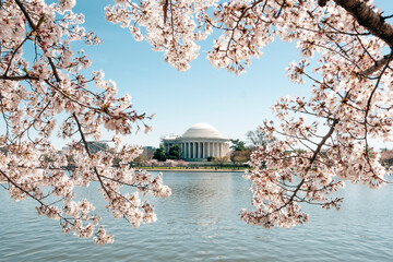 Thomas Jefferson Memorial during National Cherry Blossom Festival - Washington, DC - obrazy, fototapety, plakaty
