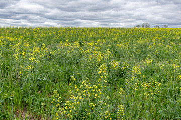 A field of cover crops on a farm with blooming yellow rapeseed or canola.