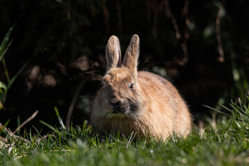 Fototapeta premium close up of a cute chubby brown rabbit sitting on the grass enjoying some food under the sun