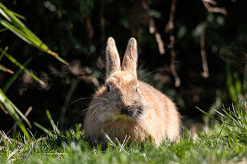 close up of a cute chubby brown rabbit sitting on the grass enjoying some food under the sun