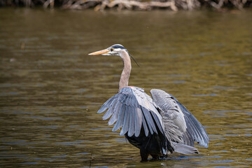 close up of one great blue heron standing in the pond under the sun to dry out the water on its wings