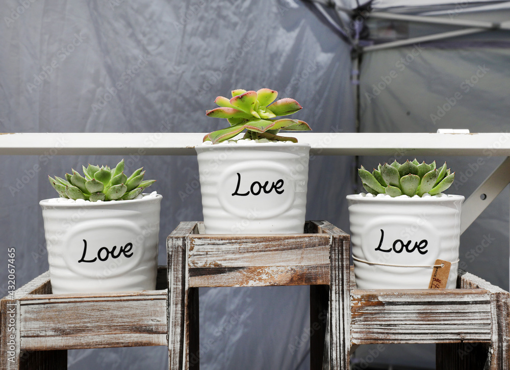 Canvas Prints succulents in love flower pots 