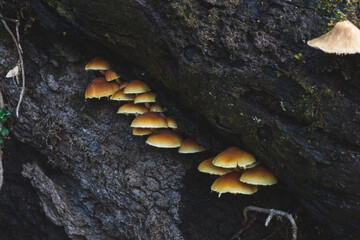 varios hongos en medio de un árbol