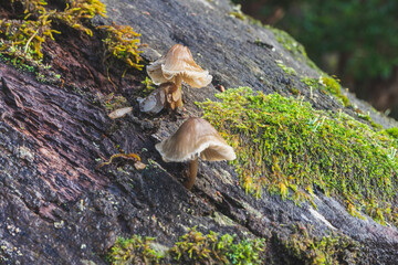 hongos en árbol