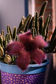 pot with succulent and stapelia grandiflora flower