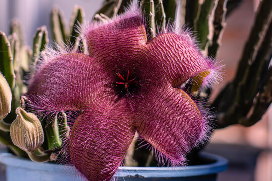 pot with succulent and stapelia grandiflora flower