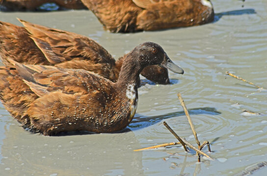 Brown ducks seek food in the dirty water