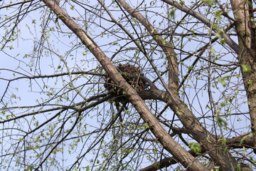 tree branch with nest in sky