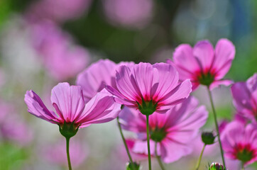 Beautiful pink petals of cosmos flowers in the light