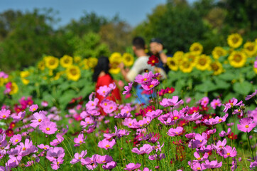 Beautiful purple cosmos flowers and tourists