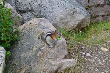 Cute small squirrel standing on a big rock with food