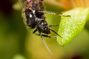 ant on a leaf