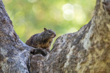 squirrel on a tree