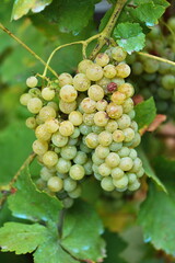 Muscat grapes hanging from vine