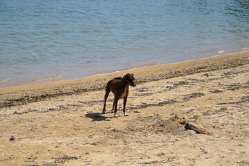 Bali dog playing on the beach