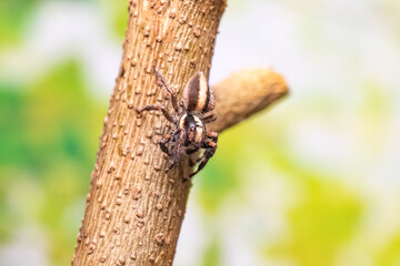 araña saltarina o cazadora de moscas