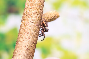 araña saltarina o cazadora de moscas