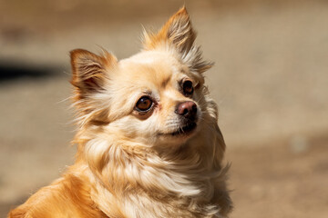 portrait of a chihuahua