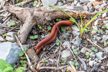 The male and female millipede is mating on the ground.