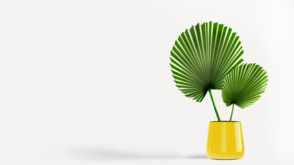 Round palm leaf in a yellow pot isolated on white background room. Fan palm indoor potted.