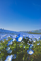 茨城県　ひたちなか海浜公園　ネモフィラ