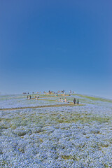 茨城県　ひたちなか海浜公園　ネモフィラ