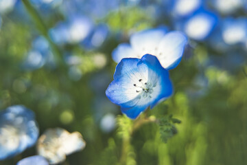 栃木県　ひたちなか海浜公園　ネモフィラ