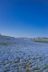 茨城県　ひたちなか海浜公園　ネモフィラ