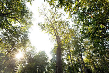 Teak tree in the forest.