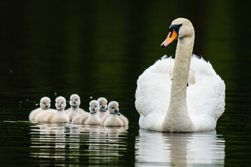 Swan Mother's Day © Mark