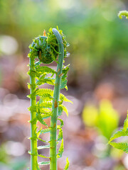 Macro photo of Fiddlehead fern	