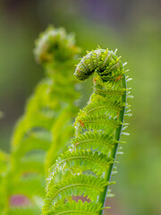 Macro photo of Fiddlehead fern	