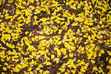 Yellow background filled with flowers back