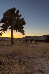 Joshua tree and sunset at a California desert ranch in Pioneertown with mountains in the background.